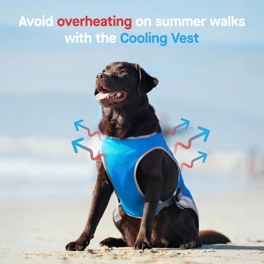 Canada Pooch Chill Seeker Cooling Vest