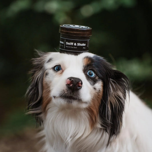 Pawtanical Sniff & Shake All Natural Nose & Paw Balm 50g
