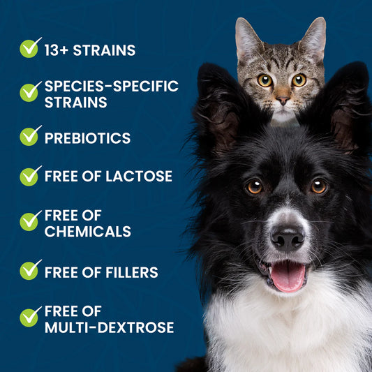 Adored Beast Easy Peesy II