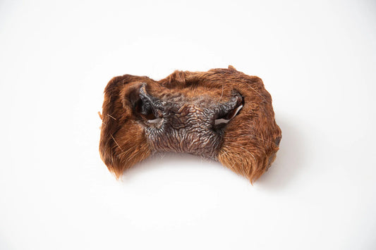 Dehydrated Beef Snout