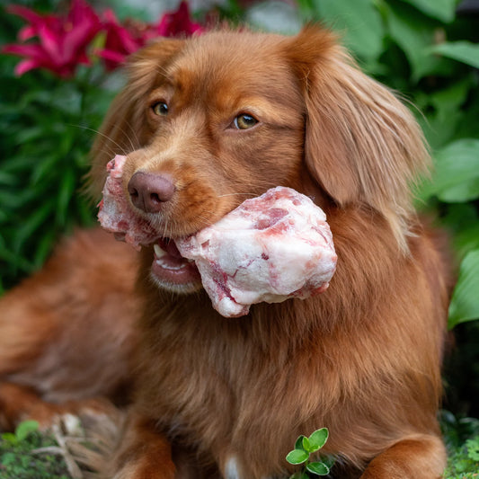 Raw Performance Pork Femurs 2 Pack