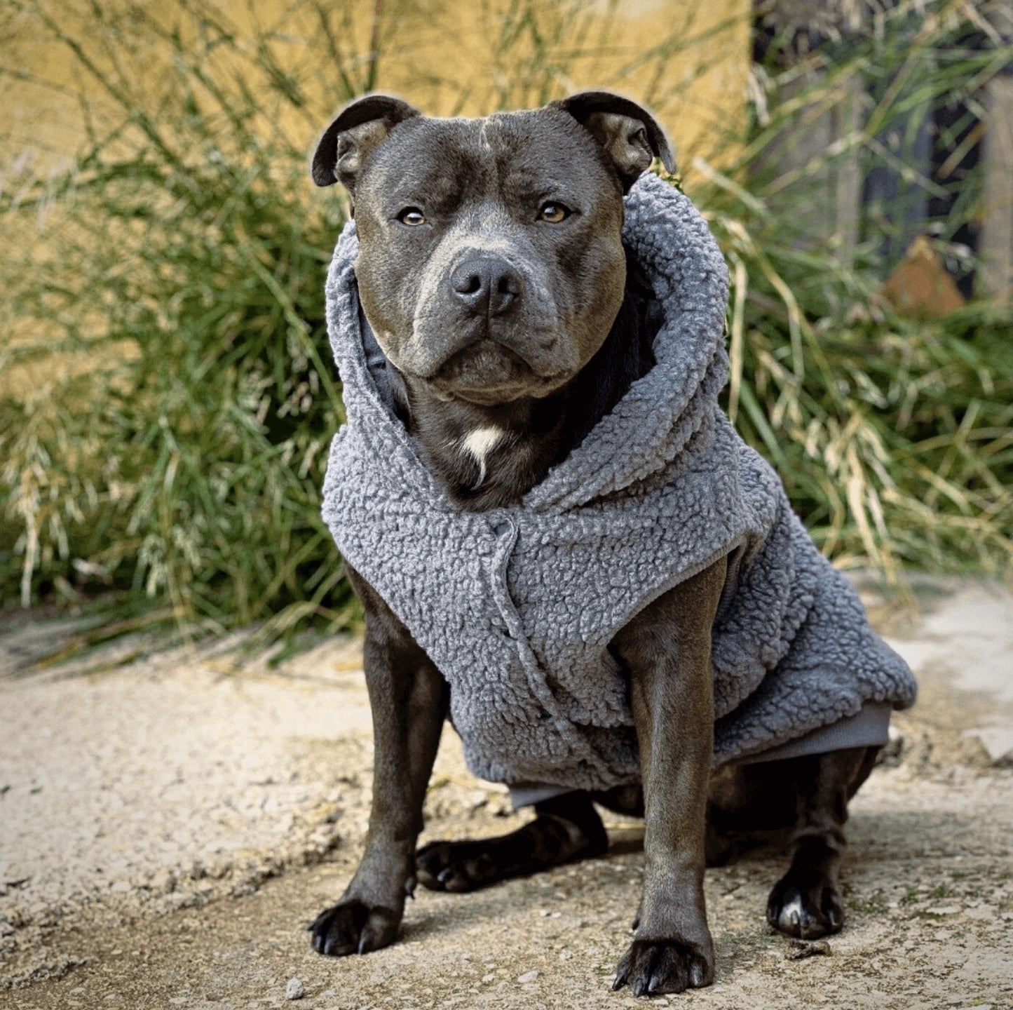 Teddy Sherpa Dog Jacket