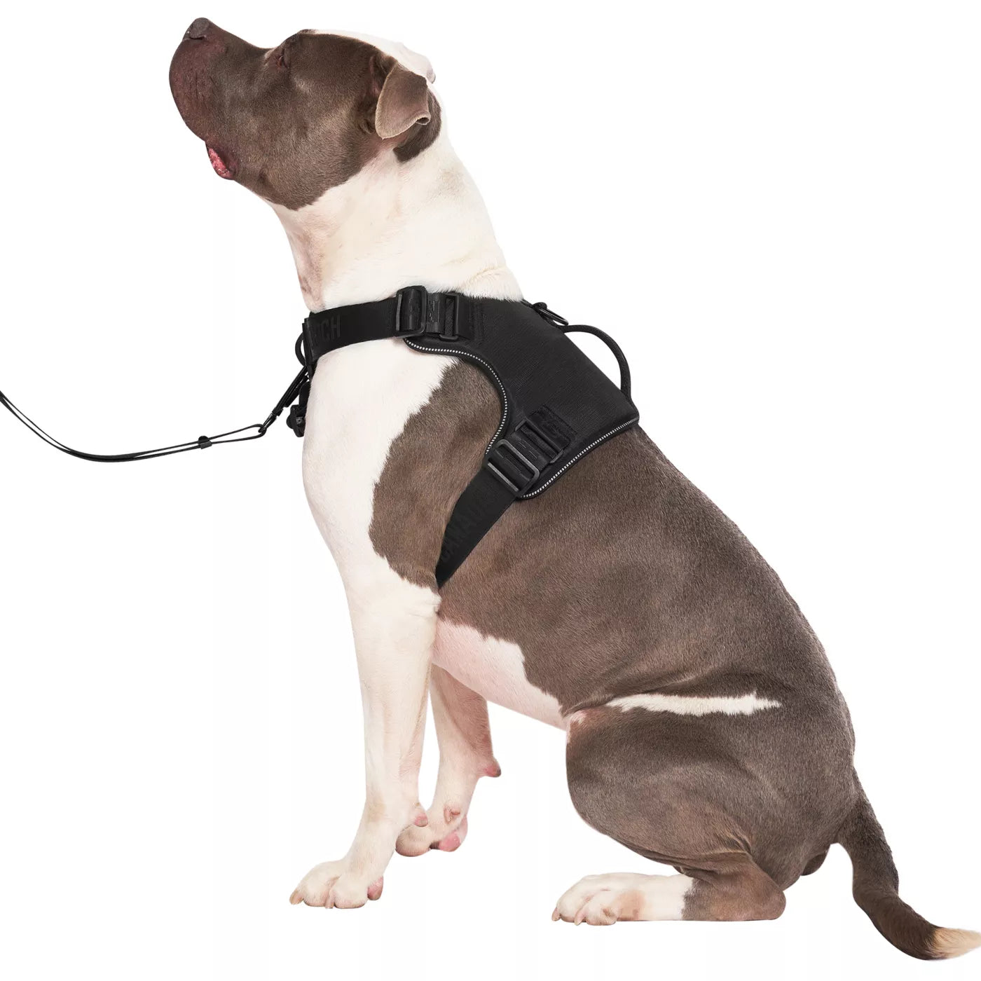 CANADA POOCH® COMPLETE CONTROL HARNESS BLACK