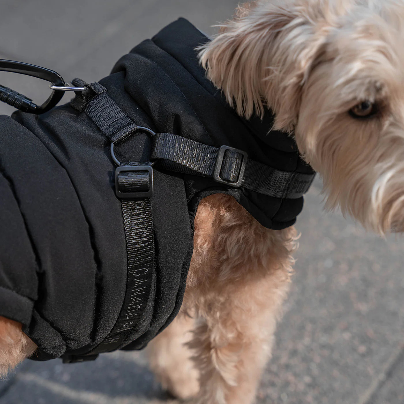 CANADA POOCH® THE HARNESS PUFFER BLACK