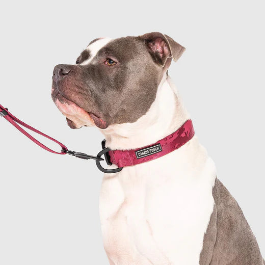 CANADA POOCH® UTILITY COLLAR PLUM