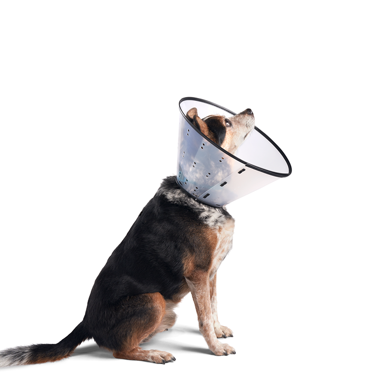 DOGSWELL® REMEDY & RECOVERY® E-Collar