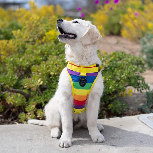 CANADA POOCH® THE EVERYTHING HARNESS RAINBOW