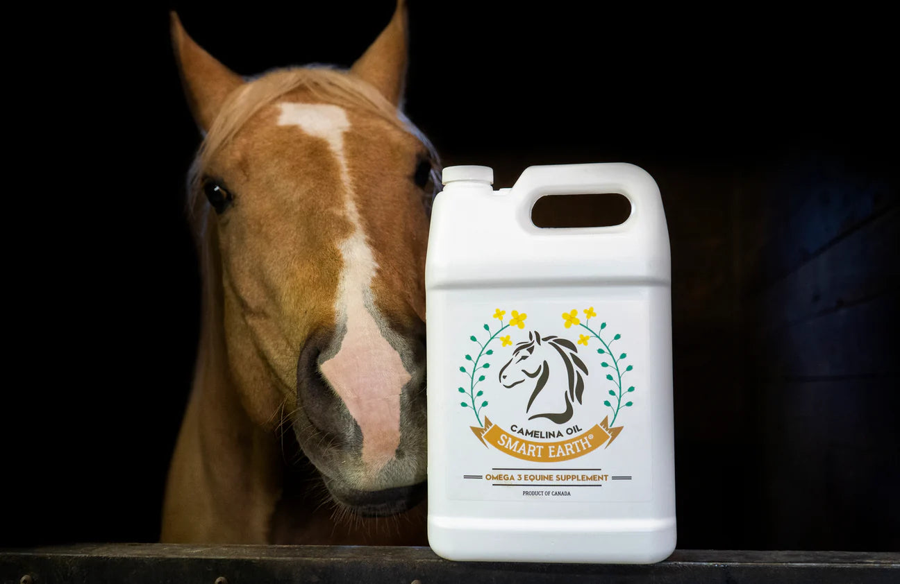Camelina Oil for Equine