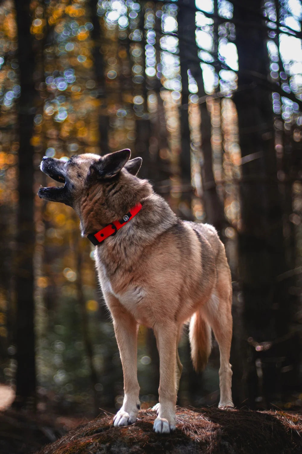 BackWood Dog Waterproof Quick-Release Dog Collar