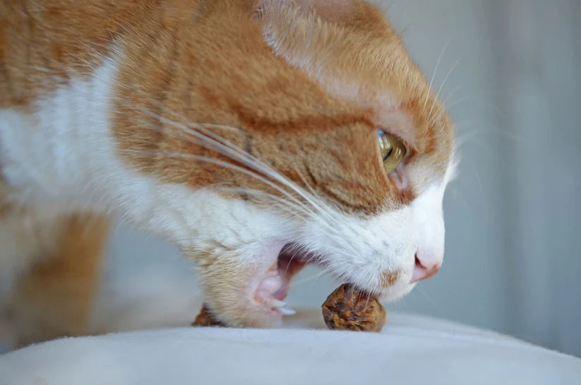 Shades of Gray Indigenous Elk Cat Treats - 100% Single Ingredient