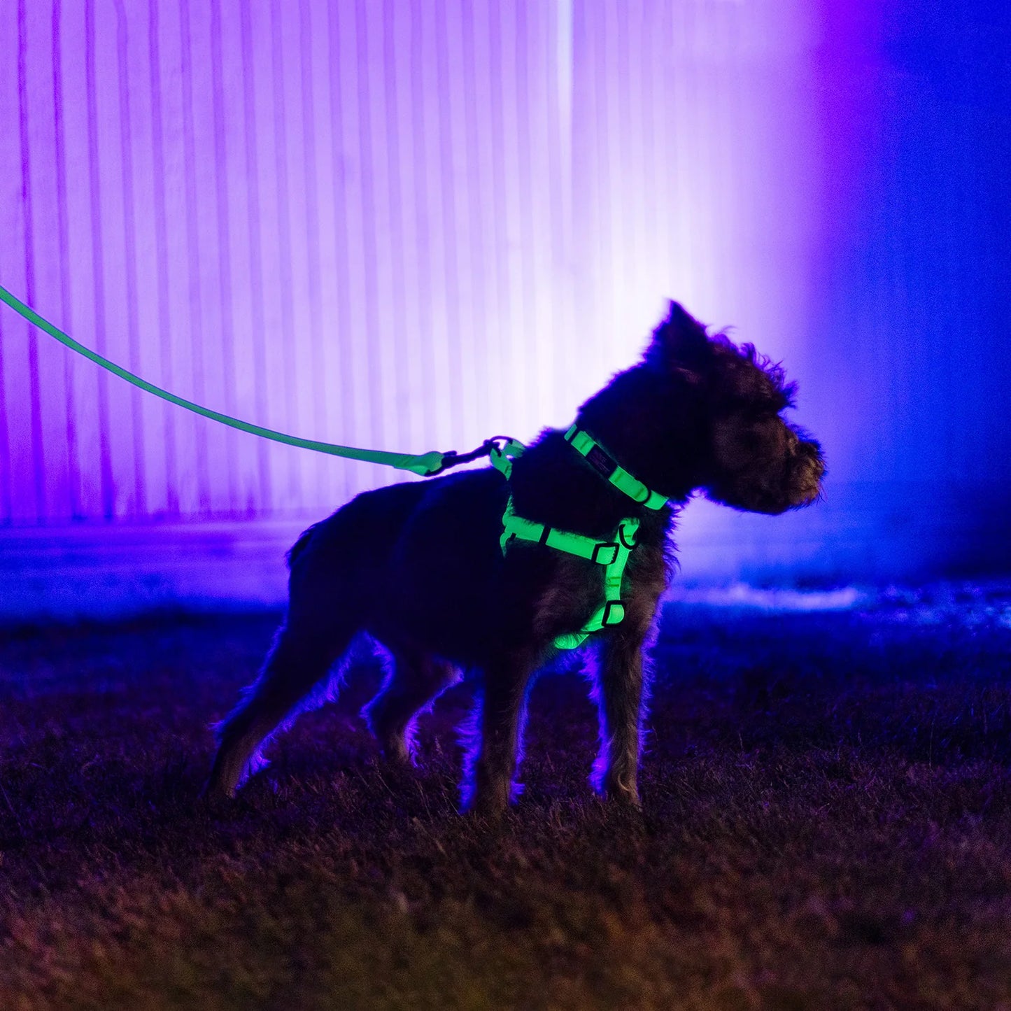 Woof Concept Aqua Lumen Leash