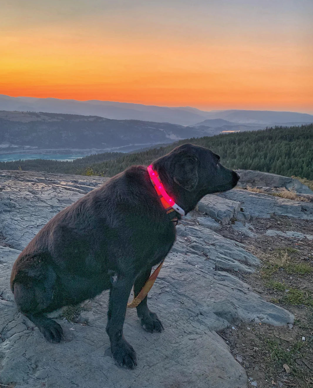Mountain Beacon - LED Dog Safety Collar