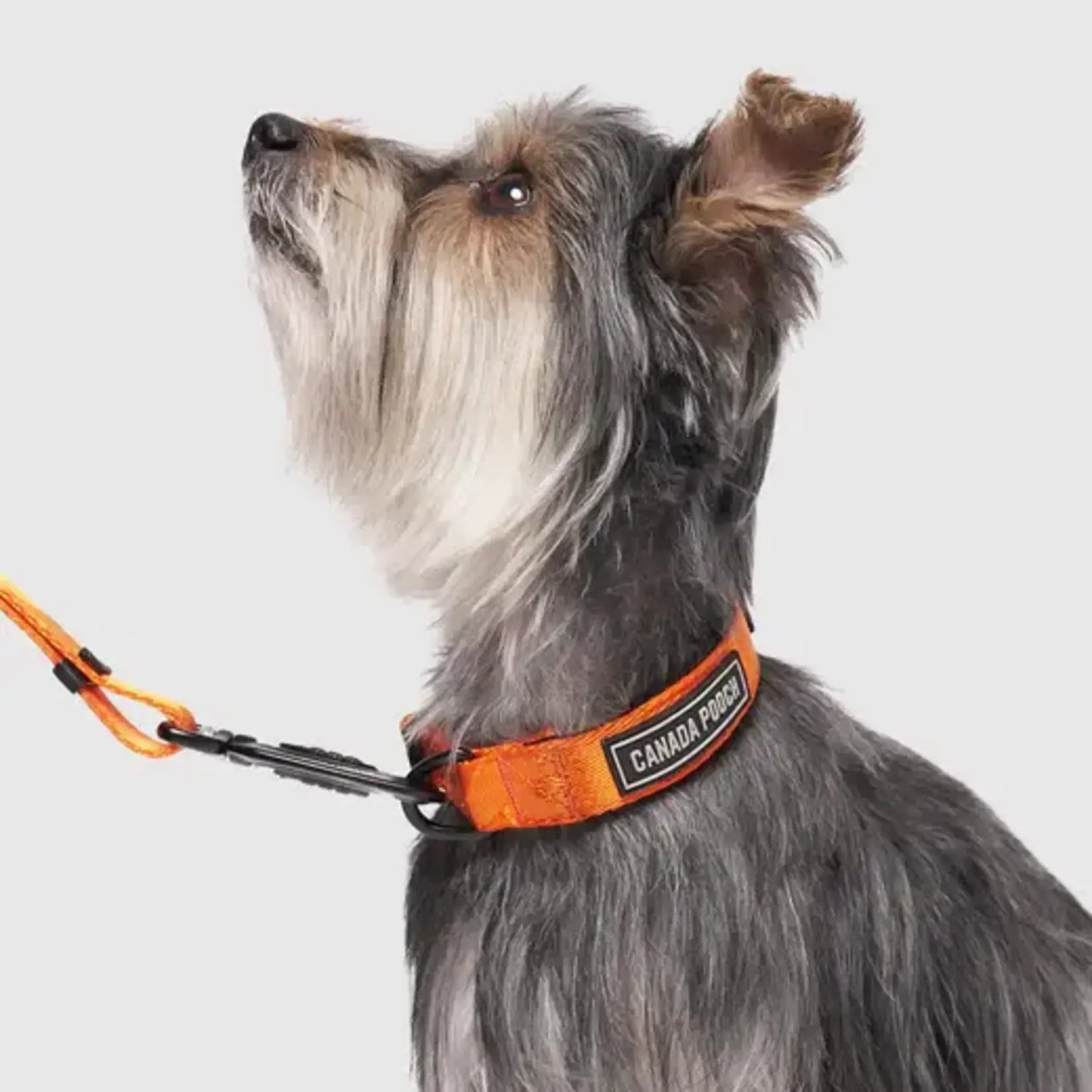 CANADA POOCH® UTILITY COLLAR ORANGE