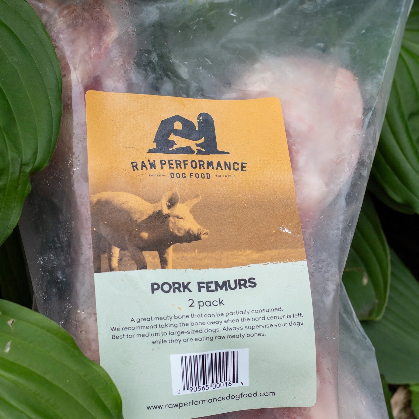 Pork Femurs