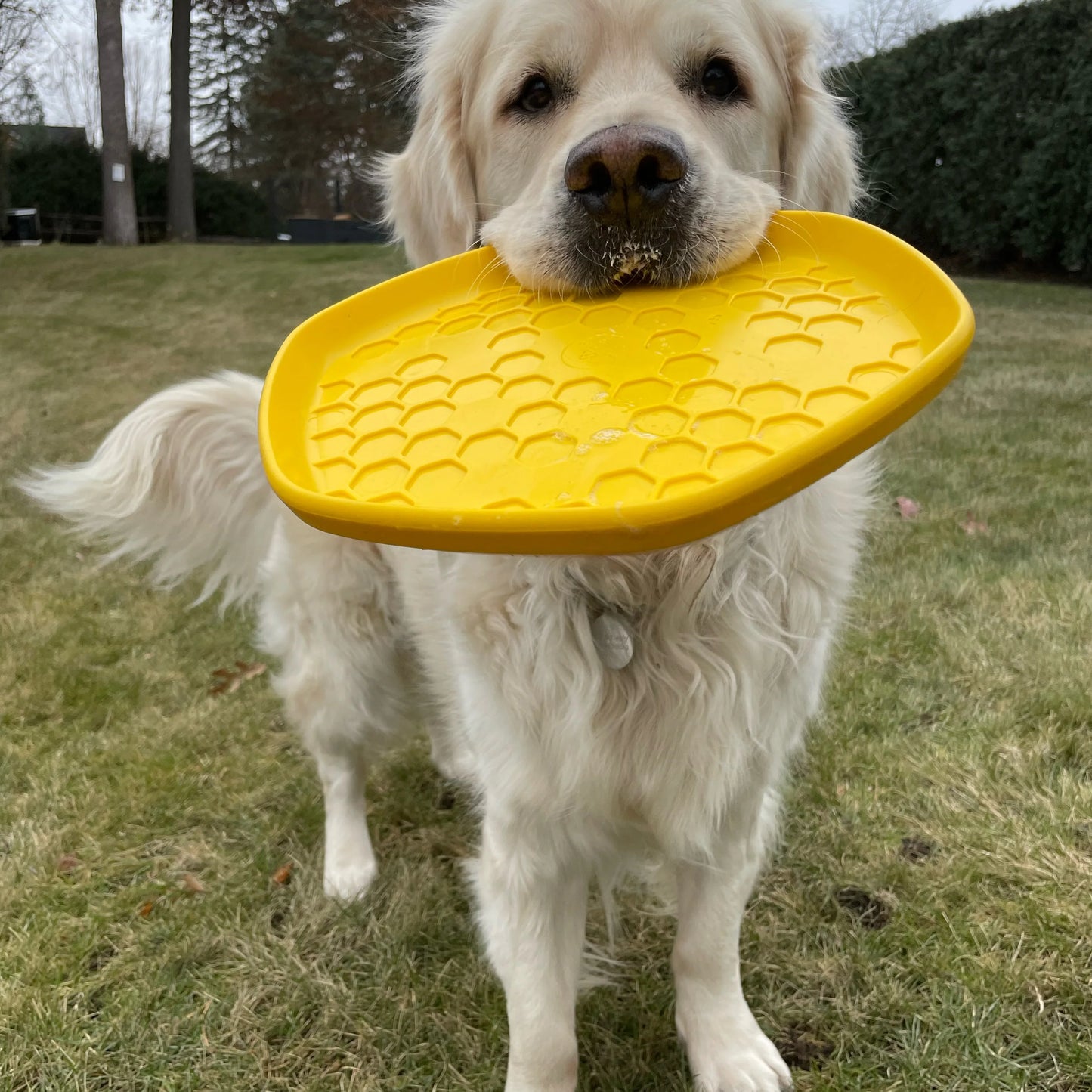 PROJECT HIVE Pet Company™ Hive Disc Dog Toy